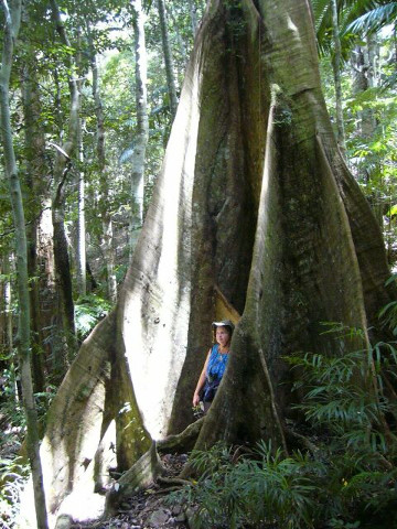 Buttress Roots